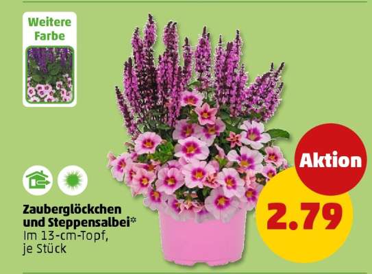 Zauberglöckchen und Steppensalbei
