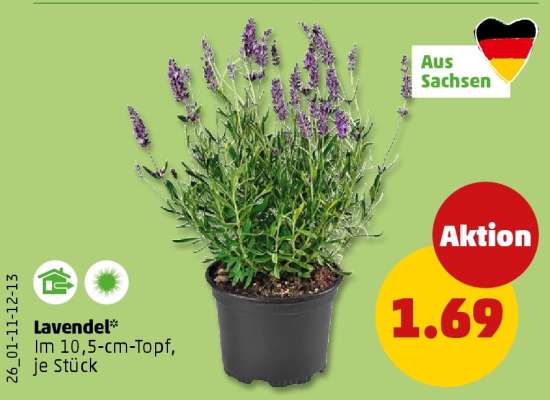 Lavendel