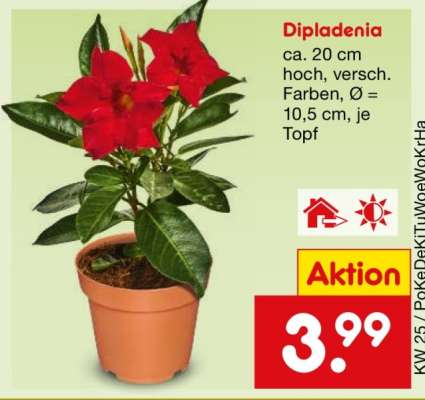 Dipladenia