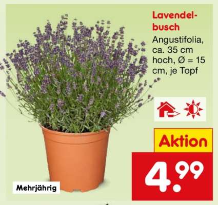 Lavendelbusch