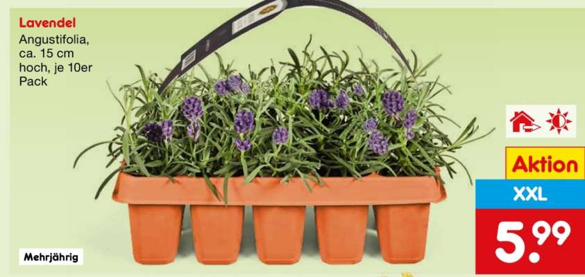 Lavendel