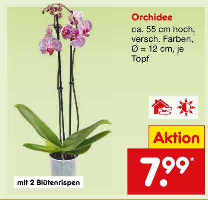Orchidee