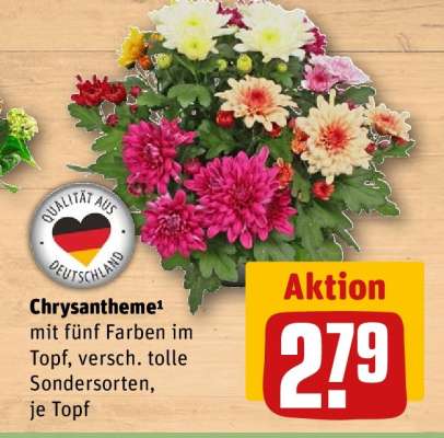 Chrysantheme¹