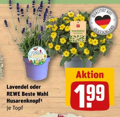 Lavendel oder REWE Beste Wahl Husarenknopf