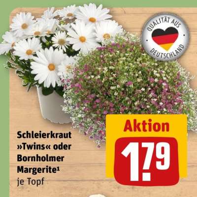 Schleierkraut »Twins« oder Bornholmer Margerite¹