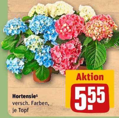 Hortensie