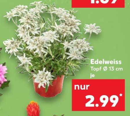Edelweiß