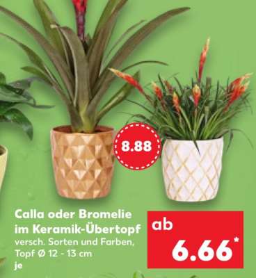 Calla oder Bromelie im Keramik-Übertopf