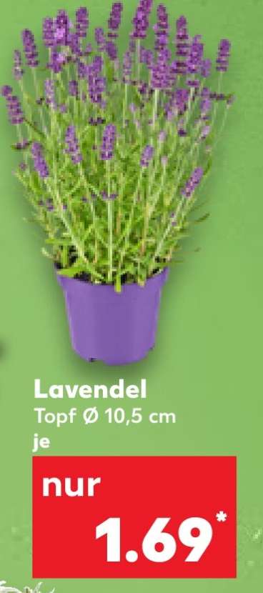 Lavendel