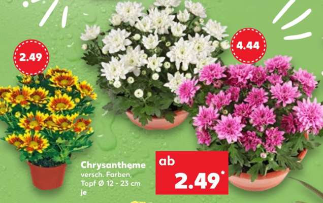 Chrysantheme