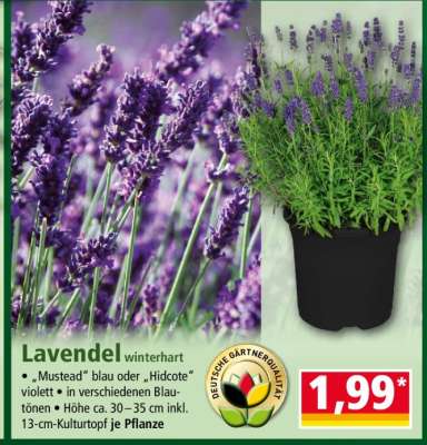 Lavendel