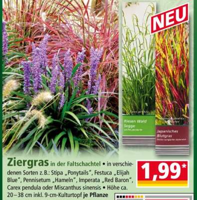 Ziergras
