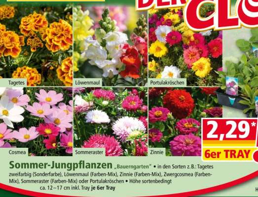 Sommer-Jungpflanzen