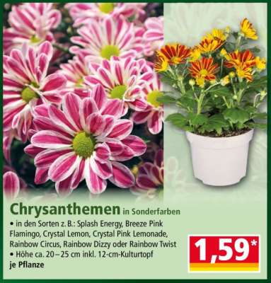 Chrysanthemen