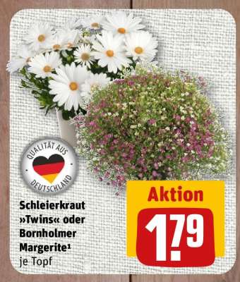 Schleierkraut »Twins« oder Bornholmer Margerite