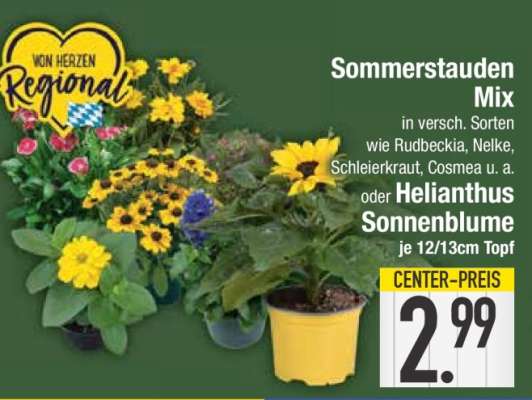 Sommerstauden Mix oder Helianthus Sonnenblume