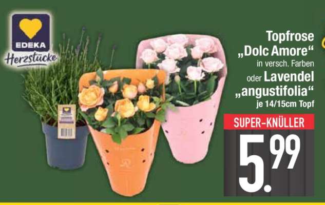 Topfrose 'Dolc Amore' oder Lavendel 'angustifolia'