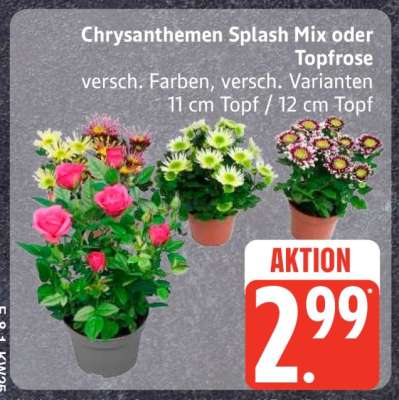 Chrysanthemen Splash Mix oder Topfrose