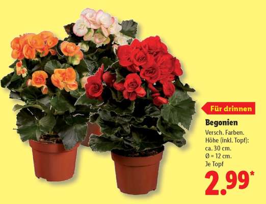 Begonien