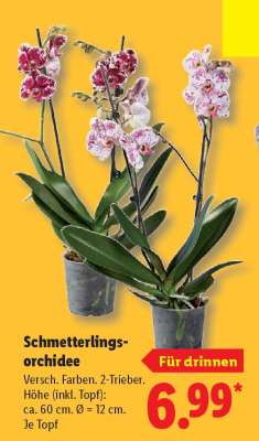 Schmetterlings-Orchidee