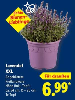 Lavendel XXL