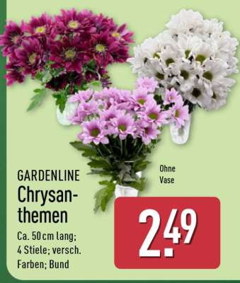GARDENLINE Chrysanthemen