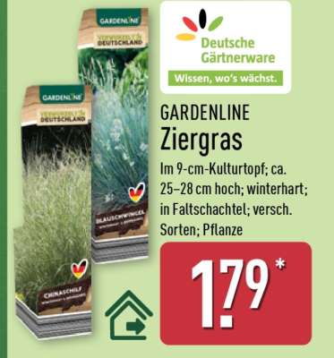 Ziergras