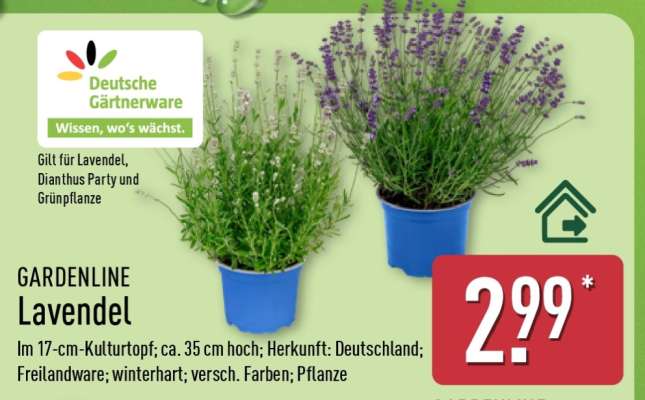 GARDENLINE Lavendel