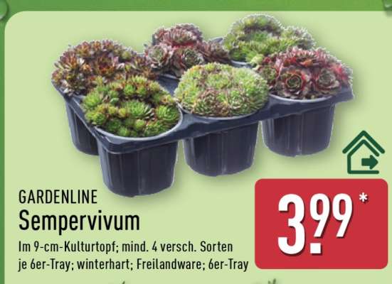 Sempervivum