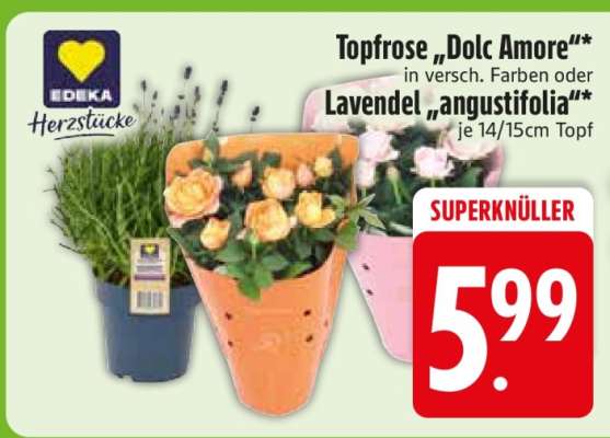 Topfrose 'Dolc Amore' oder Lavendel 'angustifolia'