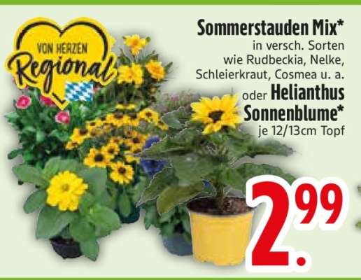 Sommerstauden Mix oder Helianthus Sonnenblume