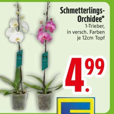Schmetterlings-Orchidee