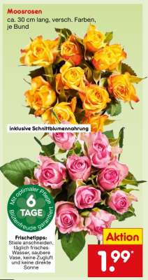 Moosrosen