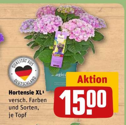 Hortensie XL