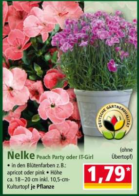 Nelke Peach Party oder IT-Girl