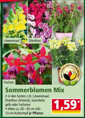 Sommerblumen Mix