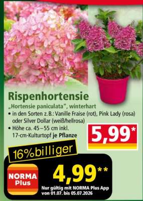 Rispenhortensie