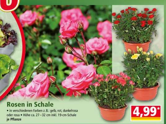 Rosen in Schale