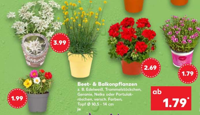 Beet­ & Balkonpflanzen