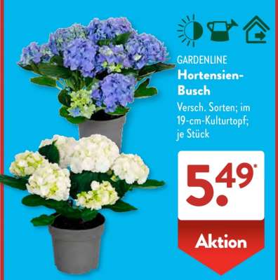 GARDENLINE Hortensien-Busch
