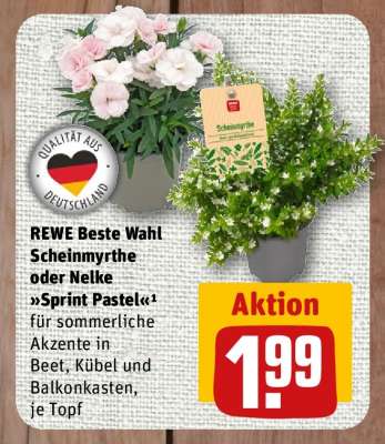 REWE Beste Wahl Scheinmyrthe oder Nelke Sprint Pastel