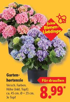 Gartenhortensie*