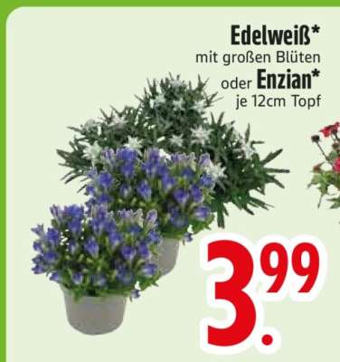 Edelweiss oder Enzian
