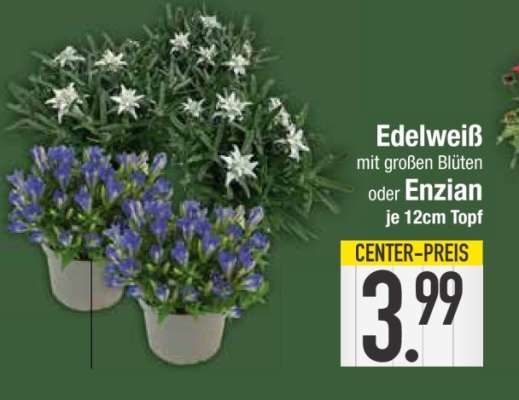 Edelweiss oder Enzian