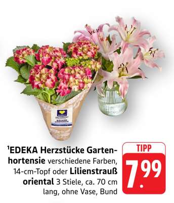 EDEKA Herzstücke Gartenhortensie oder Lilienstrauß oriental