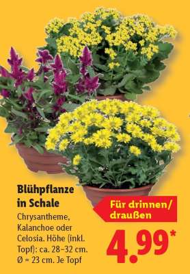 Blühpflanze in Schale