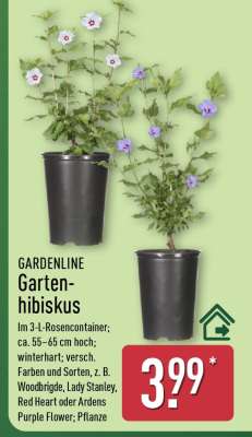 GARDENLINE Gartenhibiskus