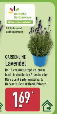 GARDENLINE Lavendel