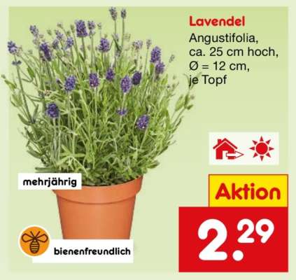 Lavendel