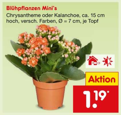 Blühpflanzen Mini's